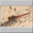 Sympetrum fonscolombii - Fruehe Heidelibelle m04.jpg